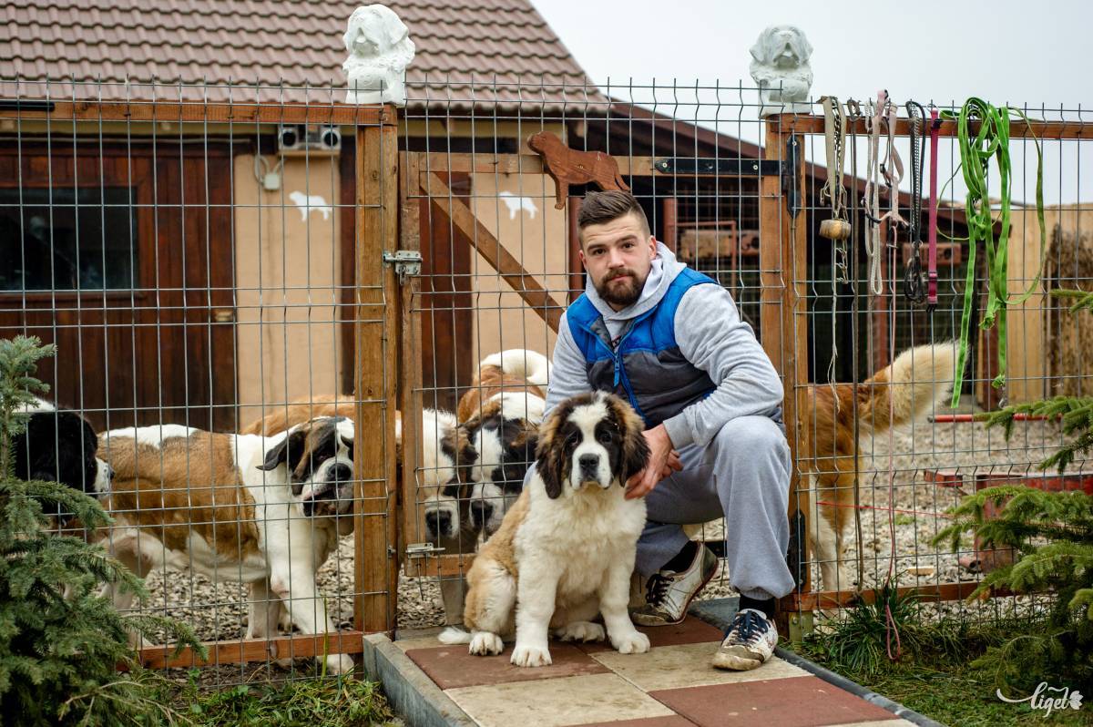 Fontos, hogy az a kutya hogyan van nevelve, hogyan van szocializálva •  Fotó: Gecse Noémi