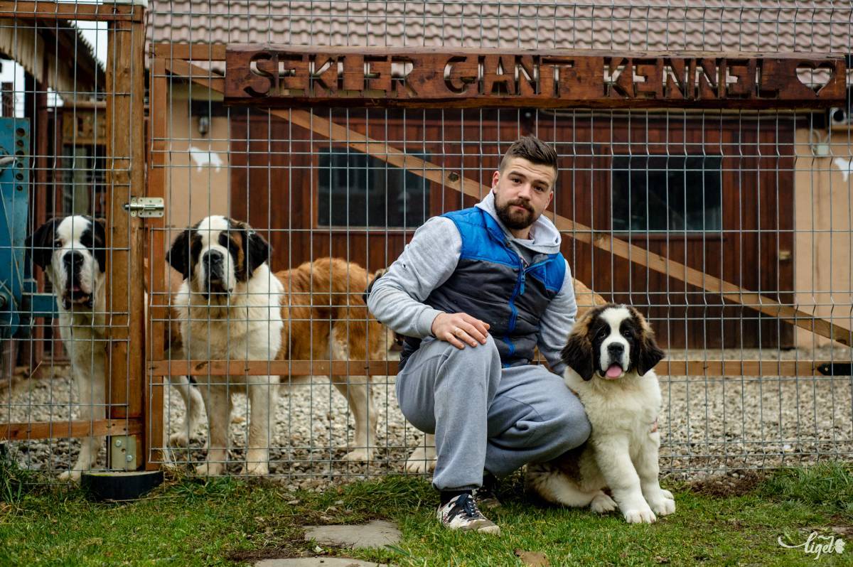 A szívéhez nőttek az ebek •  Fotó: Gecse Noémi
