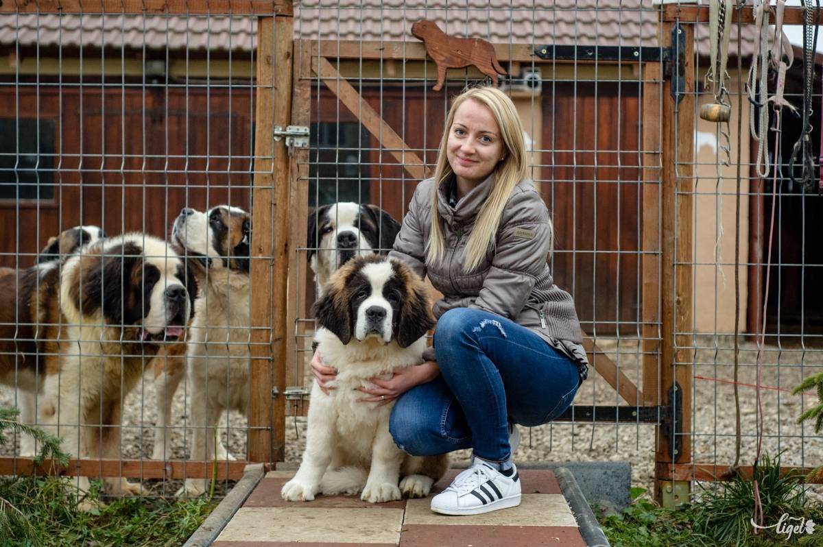Mikor a sportoló a jégkoronggal van elfoglalva, Gabrielláé a kennel •  Fotó: Gecse Noémi