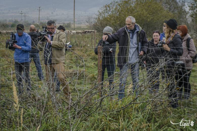 Sokáig azt hitték kipusztult, most bekerítve védik a megmaradt növényeket •  Fotó: Pinti Attila