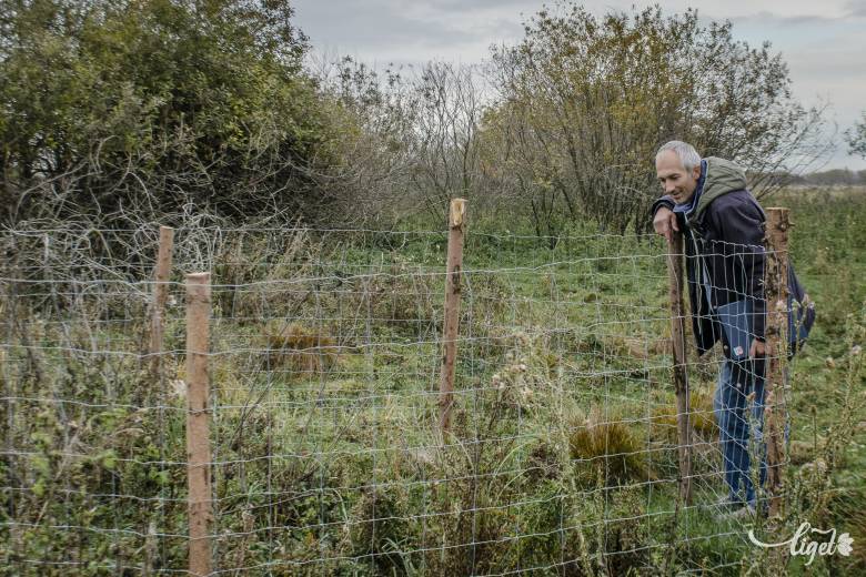 Ha nincs a kerítés, lelegelik a juhok •  Fotó: Pinti Attila
