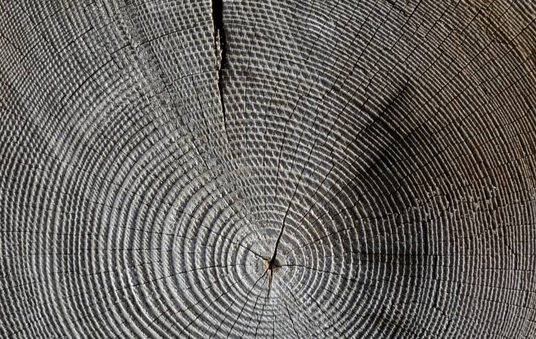Akár fél éves pontossággal is keltezni lehet a farönkök korát •  Fotó: Pixabay.com