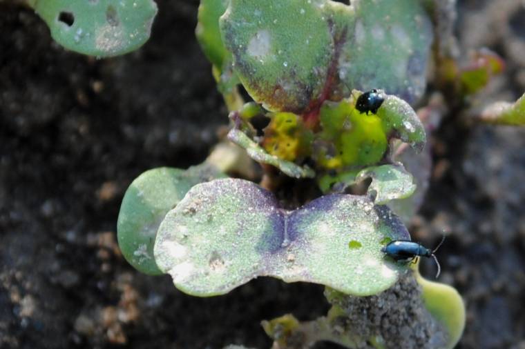 Vegyszermentesen a zöldségeskerti földibolhák ellen