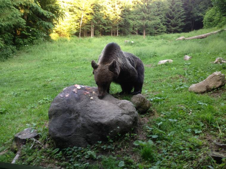 Ismét emberre támadt a medve Székelyföldön