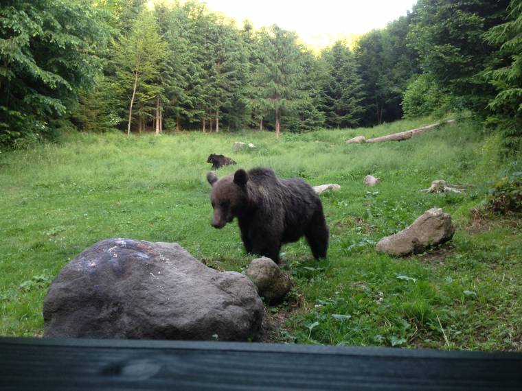 Csak tüneti kezelést nyújtanak a „medvevészre” – hasznos, de hiányos a vadászati törvényt módosító tervezet