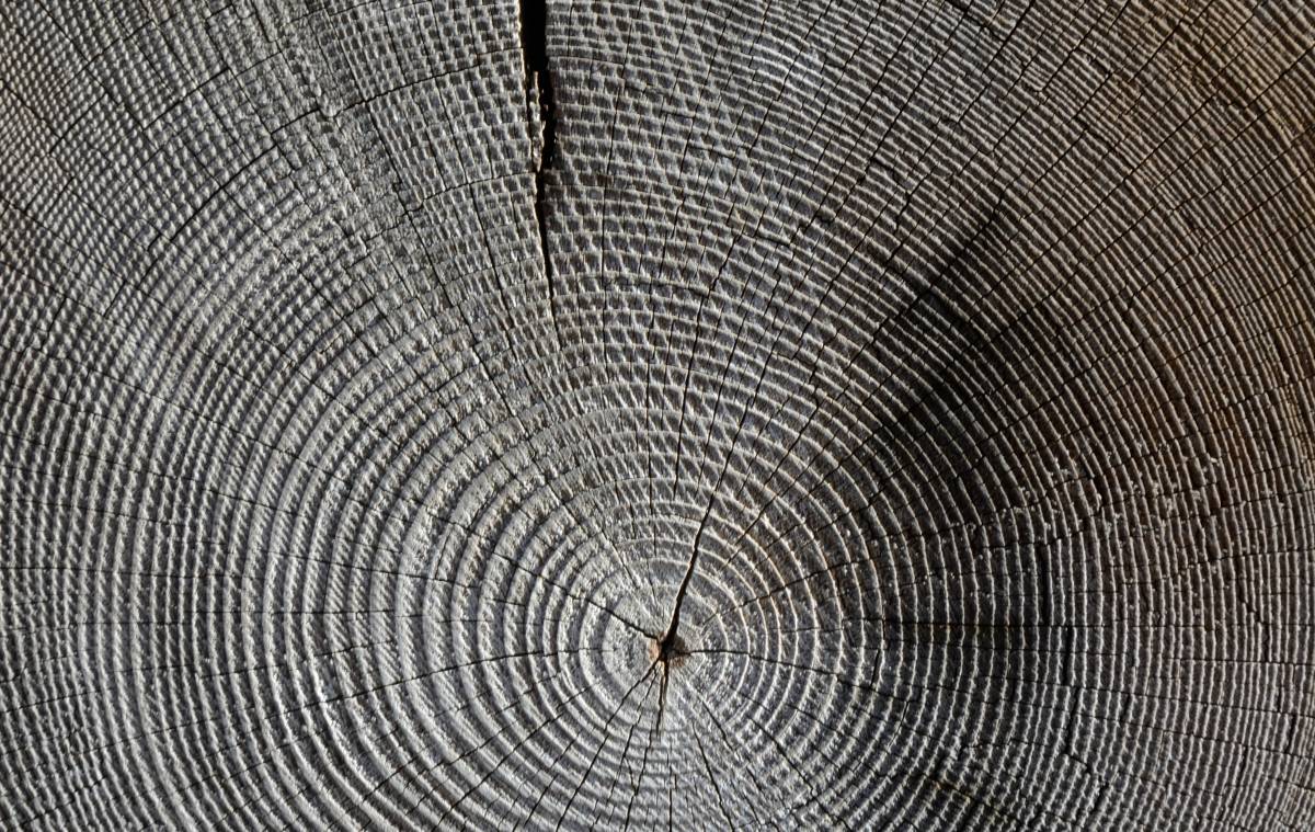 Akár fél éves pontossággal is keltezni lehet a farönkök korát •  Fotó: Pixabay.com
