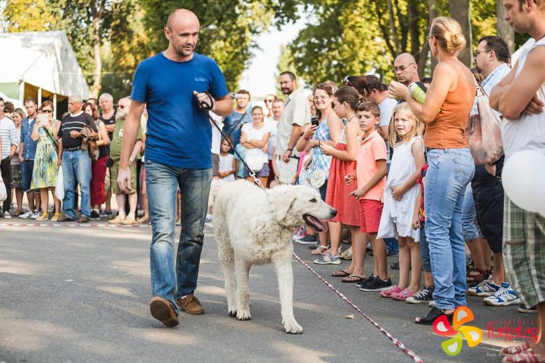 Moldován Sándor a kilencből három magyar kutyafajtát is tenyészt •  Fotó: Vásárhelyi Forgatag