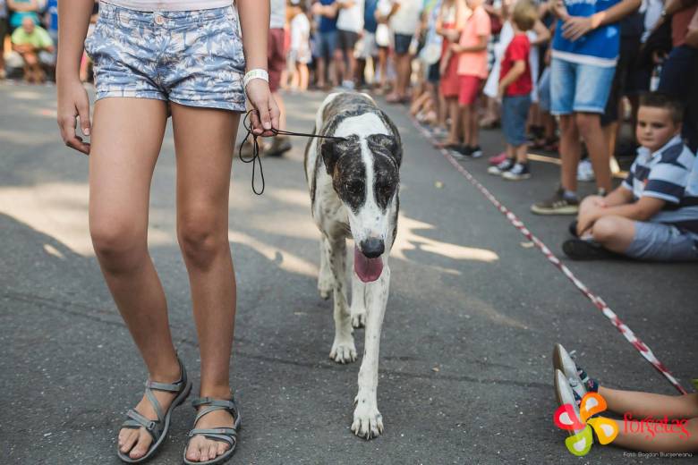 A magyar agár őshonos nemzeti kutyafajtánk, amely Magyarországon alakult ki •  Fotó: Vásárhelyi Forgatag