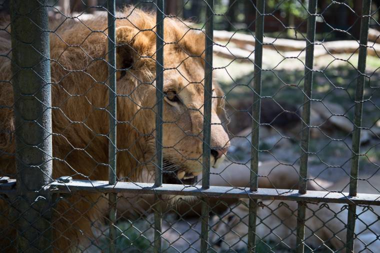 Az oroszlánok lustálkodnak, a medvék pancsolnak, avagy kánikula az állatkertben is