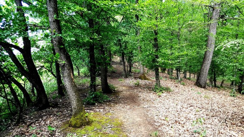 Erdők közt halad az útvonal •  Fotó: Facebook/Salvamont