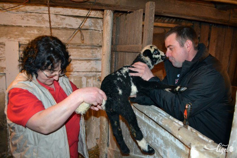 Gyógyulóban a szaktanácsra megkezelt bárányka. A két „asszisztens” tart ellenőrzést •  Fotó: Balázs Katalin