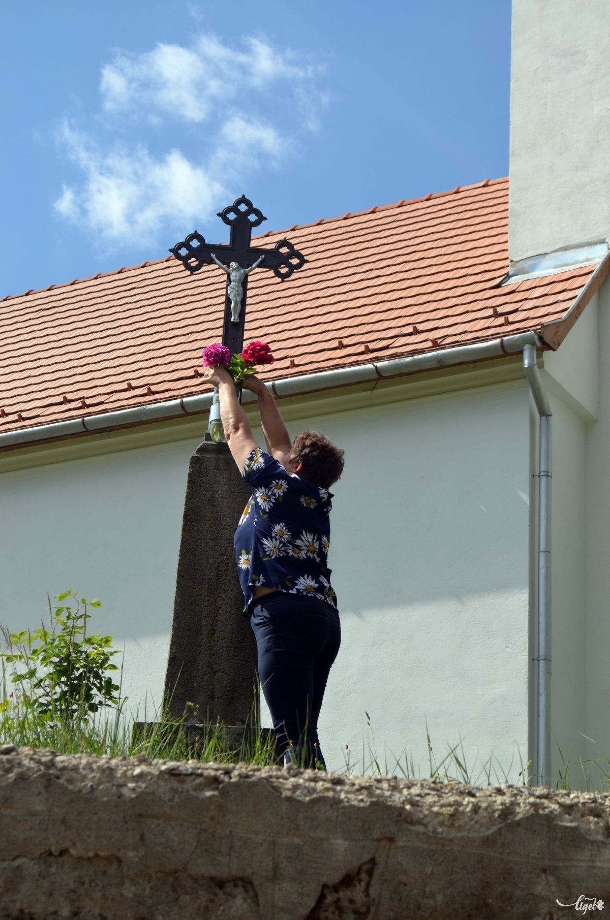 Pünkösdi rózsa •  Fotó: Jánosi Csaba