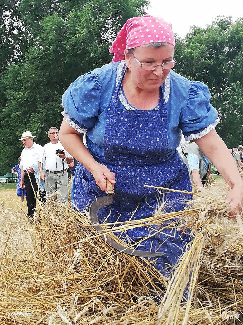 Az aratók találkozójával is a turistáknak kínálnak programot •  Fotó: Péter Beáta