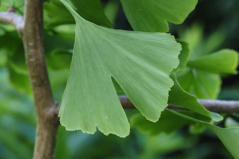 A ginkgo biloba, azaz a páfrányfenyő. Agyserkentő étrendkiegészítő készül belőle •  Fotó: Pixabay.com