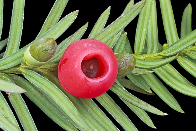 A tiszafa gyümölcse •  Fotó: Wikipédia