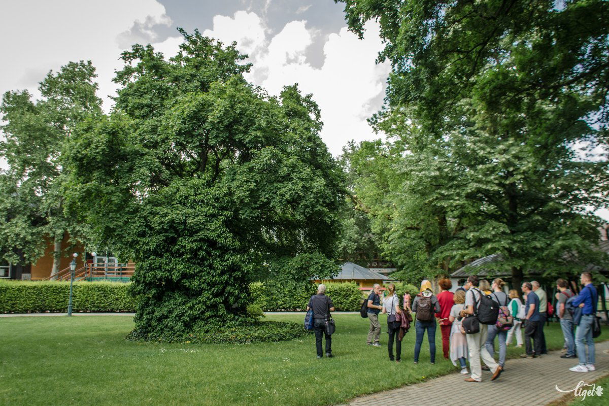 &bullet;  Fotó: Pinti Attila