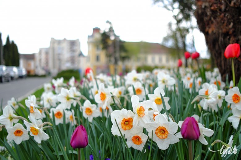A tavaszi kert egyik legszebb díszei a tulipánok, nárciszok, jácintok •  Fotó: Veres Nándor