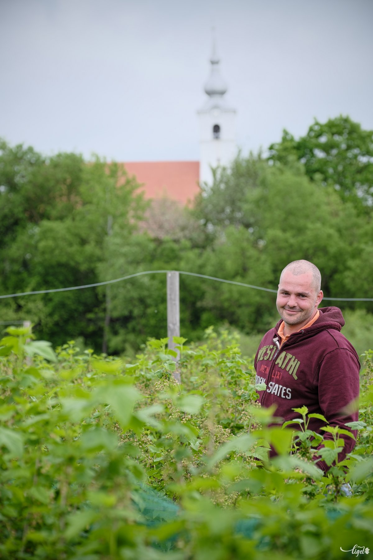 Ördög Dezső 14 ár területen termeszt feketeribizlit. Szörp, lekvár, ivólé lesz belőle - és egy kevés pálinka •  Fotó: Veres Nándor