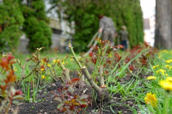 Májusi teendők a kiskertben: a kertészmérnök tanácsai