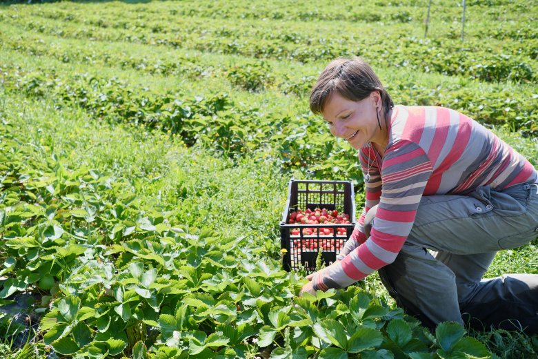 Eperszedés Borzsovában. Veronika azt mondja, szereti ezt az életformát •  Fotó: Veres Nándor