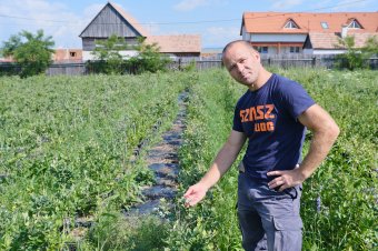 Felhőkarcolók szomszédságából a székely mezőre