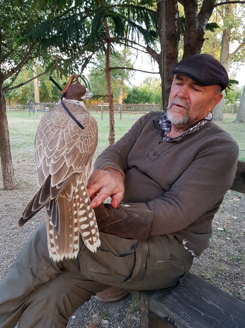 Kerecsensólyom (Falco cherrug), erőssége abban rejlik, hogy ellenállóbb a Közép-Európában előforduló mikrobákra. Igénytelen, nem érzékeny a betegségekre, bírja a meleget. Nyílt területek madara, földön is szívesen zsákmányol. •  Fotó: Turányi Csilla