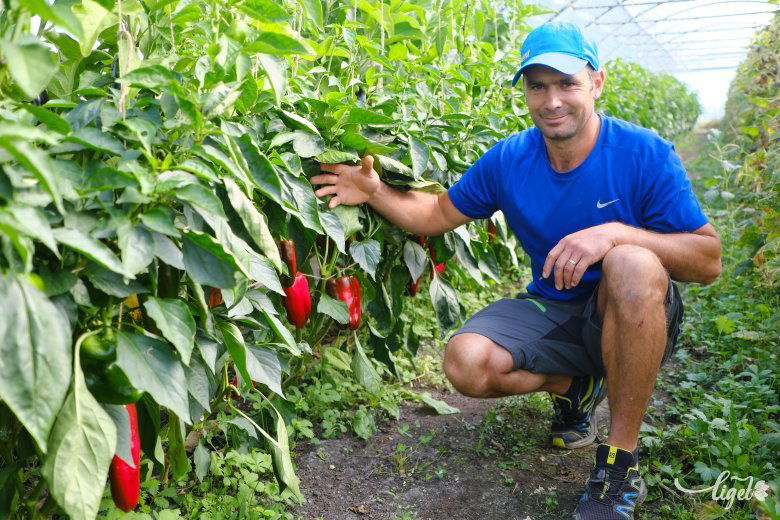 ...és a paprika is – mutatja büszkén Levente •  Fotó: Veres Nándor