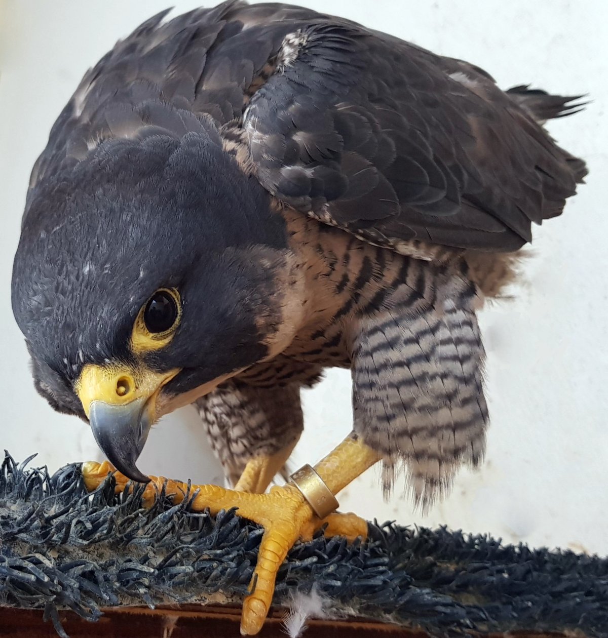 Vándorsólyom (Falco peregrinus), zuhanórepülésben a leggyorsabb, sebessége 300 km/h-t is meghaladhatja. Inkább levegőben zsákmányol. Míg az éjszaki alfajai többnyire síkrepülésben vadásznak – mivel a tundravidéken nincsenek fák, kiszemelik magaslaton ülve •  Fotó: Turányi Csilla
