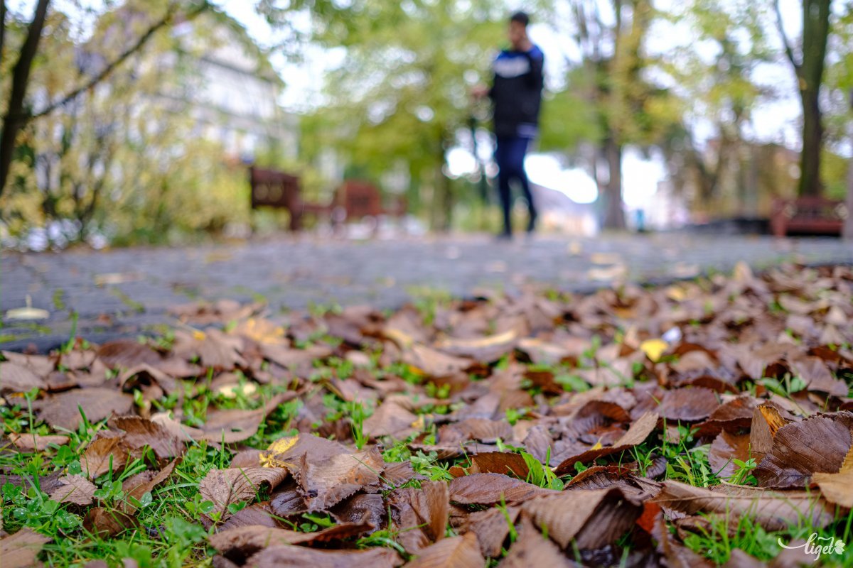Csak halkan lépjél, Kedvesem, / a kerti úton nesztelen, / s hallgasd az édes őszi / dalt, ami a fák közt átnyilalt. (Várnai Zseni: Az alvó kertben) •  Fotó: Veres Nándor