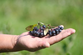 A fagybíró csodanövény: fekete berkenye