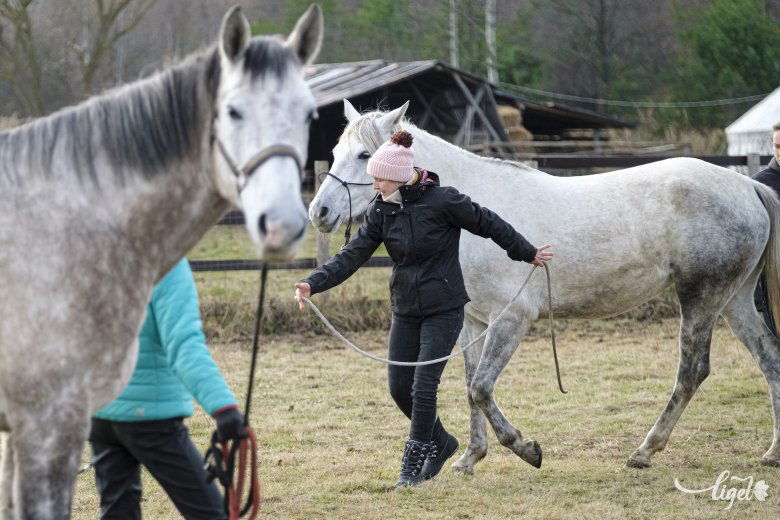 Testbeszéddel kommunikál a lovakkal •  Fotó: Veres Nándor