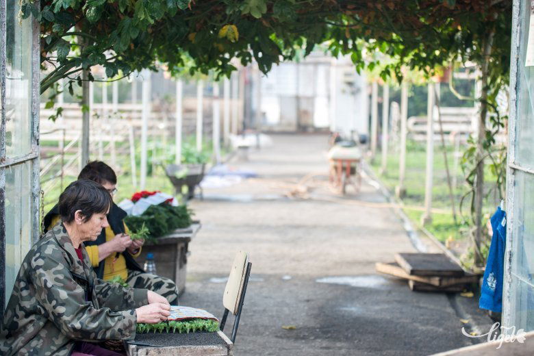 Dugványoznak az asszonyok, hogy majd legyen mit kiültetni •  Fotó: Veres Nándor