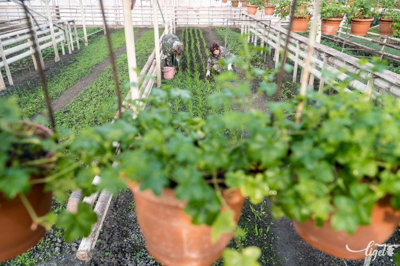 A várost nemsokára ékesítő muskátlik az üvegházban telelnek •  Fotó: Veres Nándor