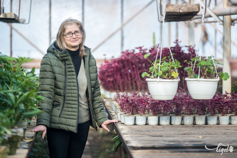 Télen sem tétlenkedünk - mondja Burista Csilla, a csíkszeredai kertészet vezetője •  Fotó: Veres Nándor