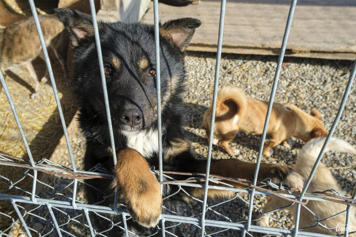A kutyák örökbefogadása csak felelősségteljes, az állatnak megfelelő körülményeket biztosító lehetséges gazdiknak ajánlott •  Fotó: Veres Nándor