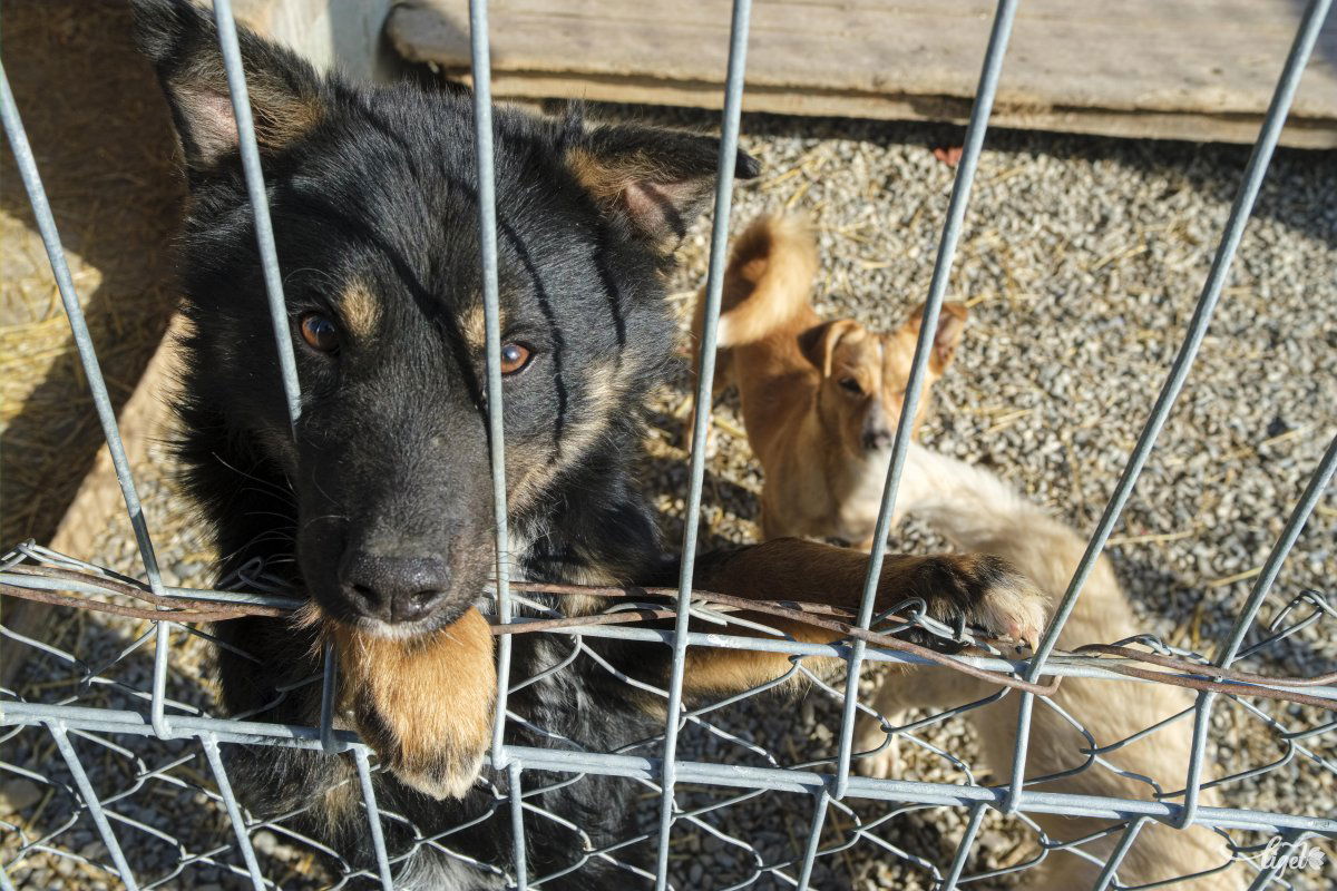 Kutyatartási körülményeket is vizsgáltak a hatóságiak. Képünk illusztráció •  Fotó: Veres Nándor