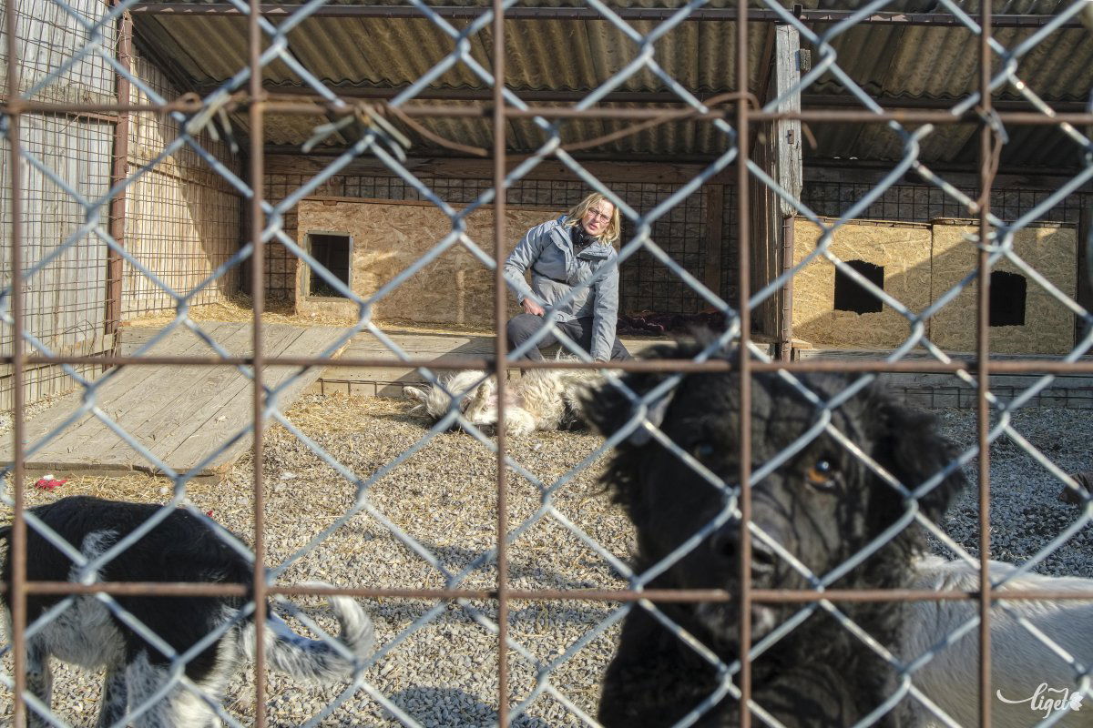 Csíkszeredában hosszú évek óta a Pro Animalia visel gondot a gazdátlanokért •  Fotó: Veres Nándor