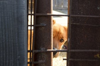 Megszűnik a csíkszeredai Pro Animalia Alapítvány