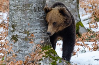 Állatok télen – egy udvarhelyi természetfotós szemével