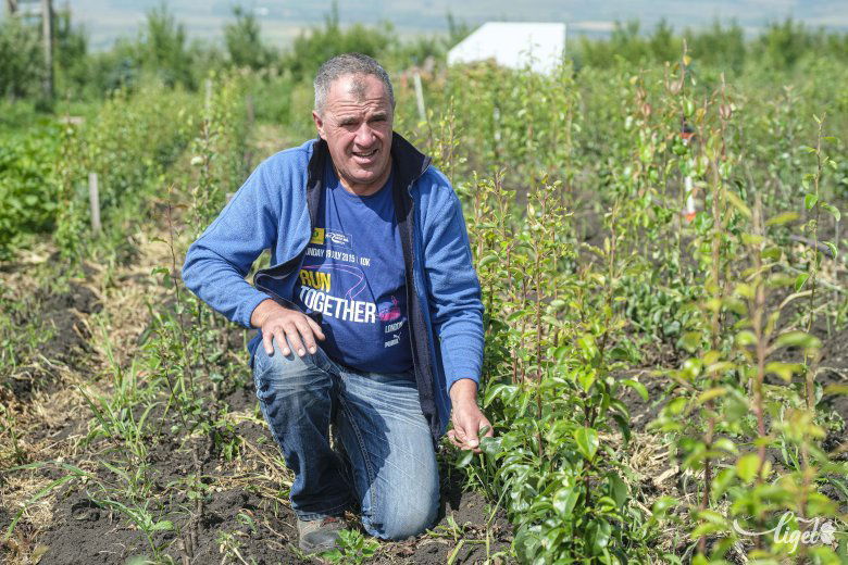 A vetésforgó miatt Zoltán három helyszínen, mintegy tíz hektáron foglalkozik növénytermesztéssel •  Fotó: Veres Nándor