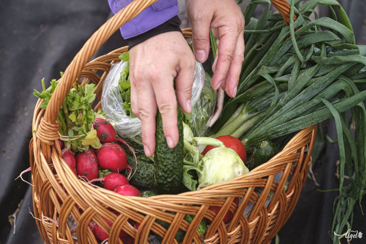 Lehetőség a kistermelőknek, hogy értékesítsék termékeiket. Mindig azt, aminek éppen szezonja van. Képünk illusztráció  &bullet;  Fotó: Veres Nándor