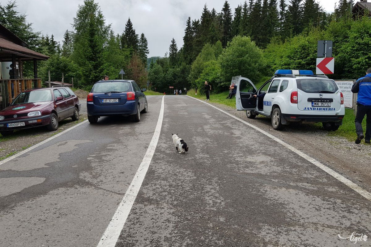 Vándort, a parkőrök házi macskáját nem fenyegeti veszély az úttest közepén. Az éhhaláltól mentették itt meg •  Fotó: Rédai Attila