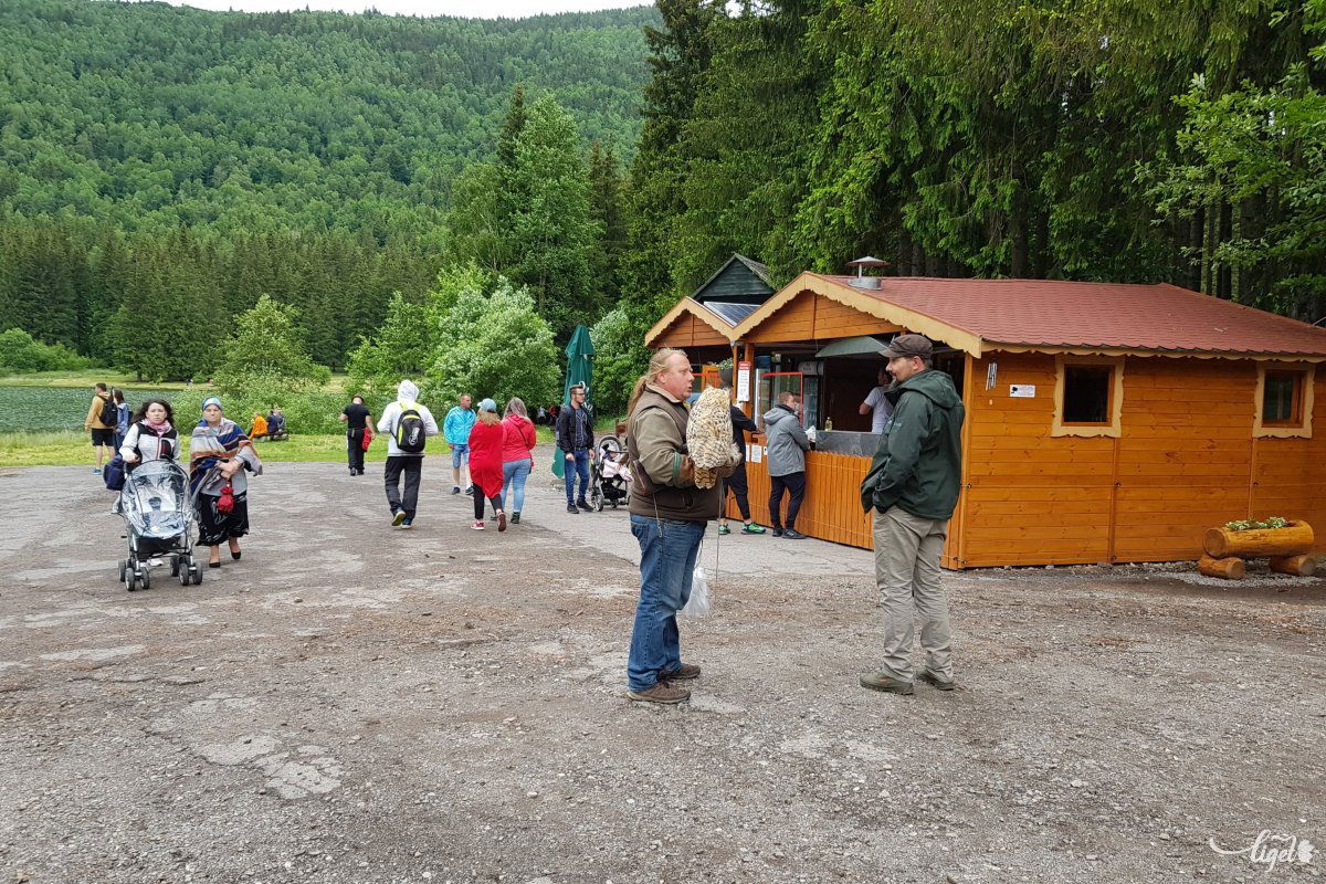 Madárral viszont fényképezkedhetünk •  Fotó: Rédai Attila