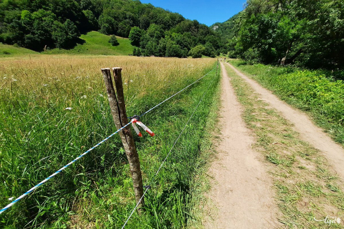 A bejárati sorompó és a szurdok  szája között is van még egy kis séta, ahol a kaszálót villanypásztorral védik •  Fotó: Rédai Attila