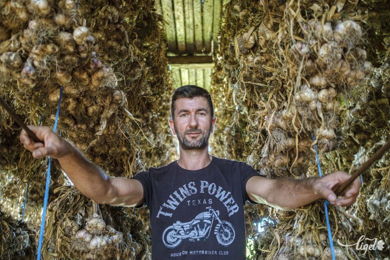 Száradnak a fokhagymacsokrok. A csíkszentléleki kertészmérnök nem félt új dologba fogni •  Fotó: Veres Nándor