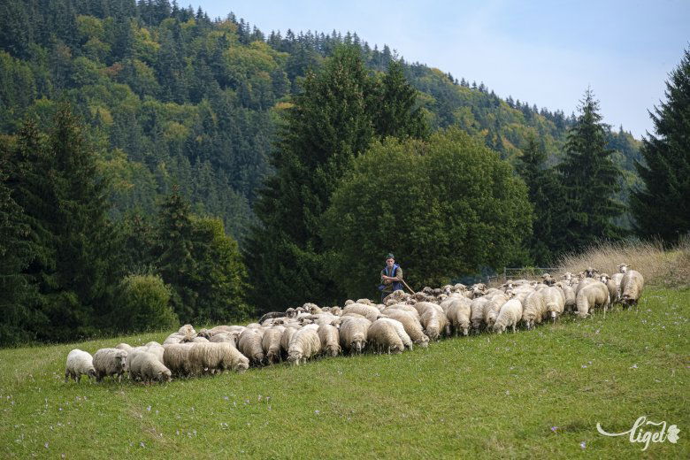 A pásztorélet nagyon vad, zord, kemény •  Fotó: Veres Nándor