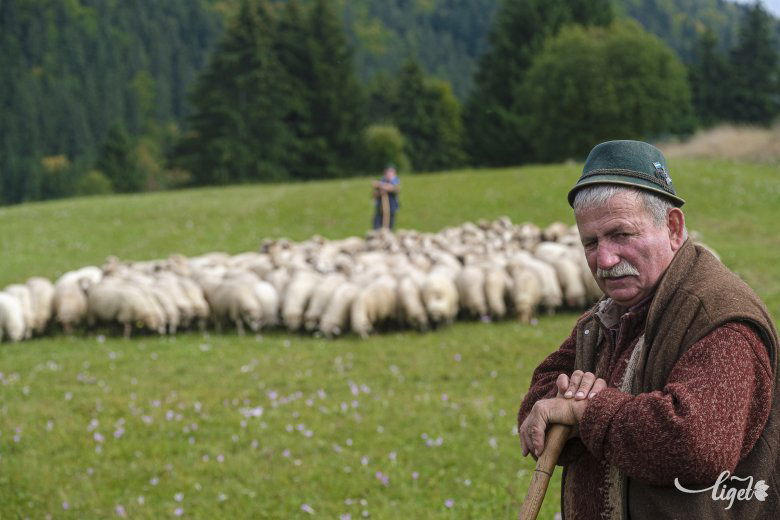 Pásztorélet: Csibi János története a juhászok közt sem mindennapi •  Fotó: Veres Nándor