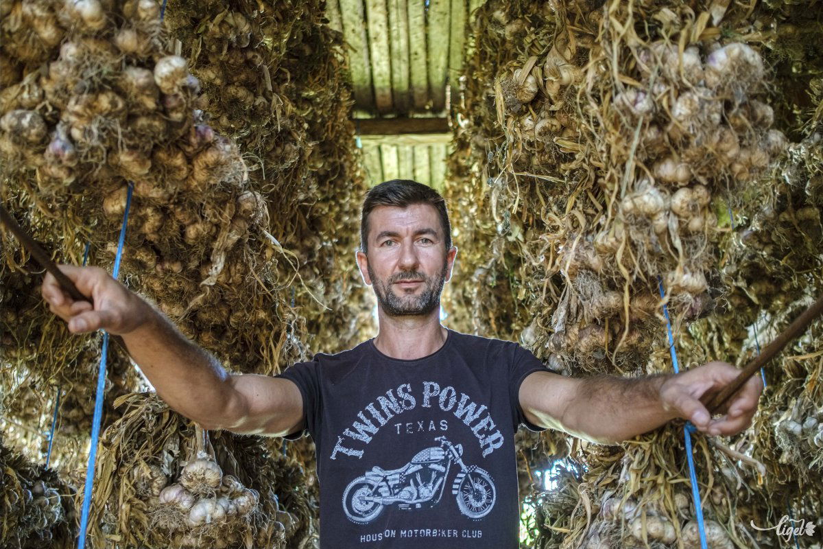 Száradnak a fokhagymacsokrok. A csíkszentléleki kertészmérnök nem félt új dologba fogni •  Fotó: Veres Nándor
