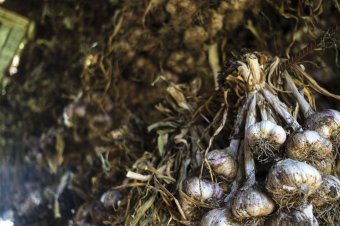 Agrártámogatás: idén is jó pénzt hoz a fokhagyma