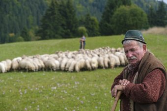 Kintháláson, idegen kenyéren: Csibi János
